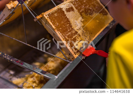 Children Use beekeeping tools to open wax cells filled with the finished product. 114641638