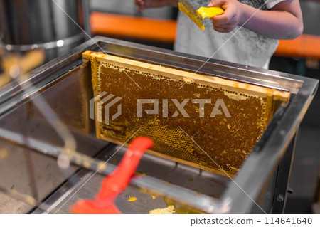 Using beekeeping tools for opening wax cells full of ready product. Using beekeeping tools for opening wax cells full of ready product. 114641640