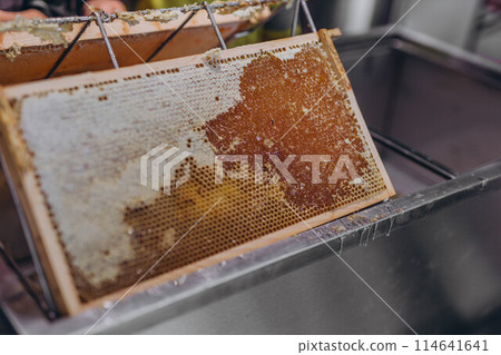 Using beekeeping tools for opening wax cells full of ready product. Using beekeeping tools for opening wax cells full of ready product. 114641641