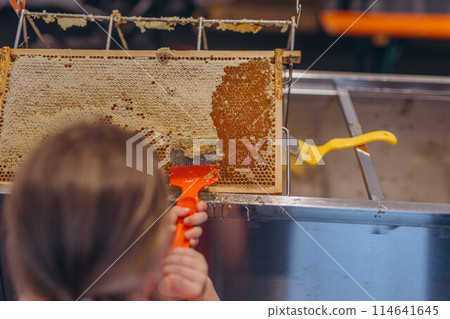 Girl Use beekeeping tools to open wax cells filled with the finished product. 114641645