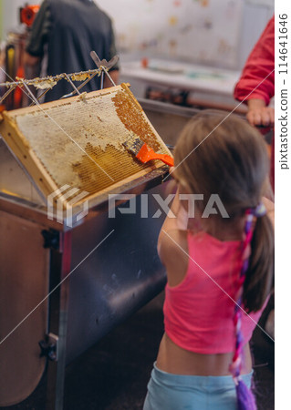 Girl Use beekeeping tools to open wax cells filled with the finished product. Girl Use beekeeping tools to open wax cells filled with the finished product. 114641646