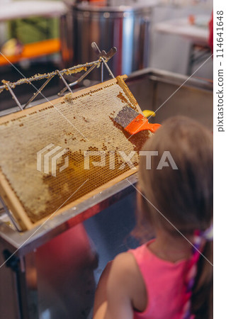 Girl Use beekeeping tools to open wax cells filled with the finished product. Girl Use beekeeping tools to open wax cells filled with the finished product. 114641648