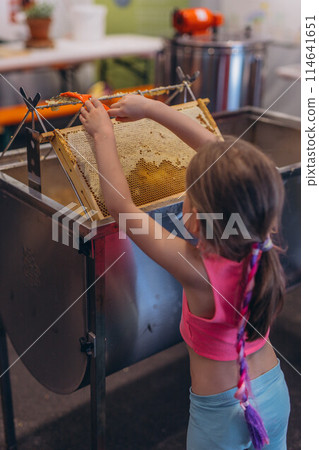 Girl Use beekeeping tools to open wax cells filled with the finished product. Girl Use beekeeping tools to open wax cells filled with the finished product. 114641651