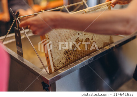 Using beekeeping tools for opening wax cells full of ready product. Using beekeeping tools for opening wax cells full of ready product. 114641652