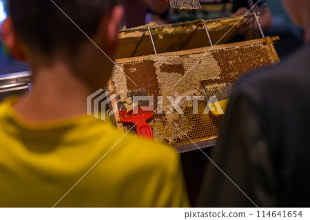 Children Use beekeeping tools to open wax cells filled with the finished product. Children Use beekeeping tools to open wax cells filled with the finished product. 114641654