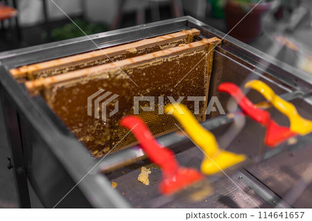 Using beekeeping tools for opening wax cells full of ready product. Using beekeeping tools for opening wax cells full of ready product. 114641657