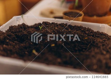 Green plant growing in good soil. Agriculture, organic gardening, planting or ecology concept.  114641665