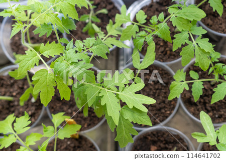 Growth of tomato seedlings in plastic glasses on a windowsill. Witness the emergence of delicate green leaves as the plants thrive indoors during spring 114641702