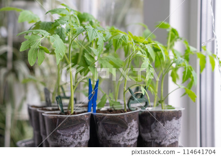 Growth of tomato seedlings in plastic glasses on a windowsill. Witness the emergence of delicate green leaves as the plants thrive indoors during spring 114641704