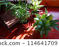 A relaxing moment surrounded by the greenery of potted plants 114641709