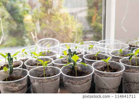 Young sprouts tomato, showcasing the growth of tomato seedlings in plastic glasses on a windowsill. Witness the emergence of delicate green leaves as the plants thrive indoors during spring 114641711