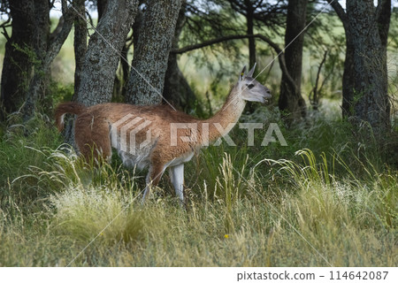 Guanaco, Lama Guanicoe, Luro Park, La Pampa Province, La Pampa, Argentina. 114642087
