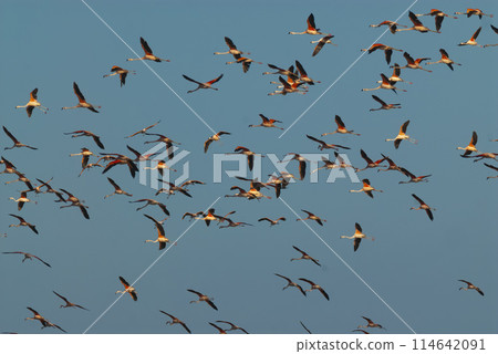 Flamingos flock in a salty lagoon, La Pampa Province,Patagonia, Argentina. Flamingos flock in a salty lagoon, La Pampa Province,Patagonia, Argentina. 114642091