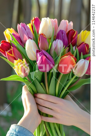 A woman tender grasp cradles a vivid array of tulips 114642237