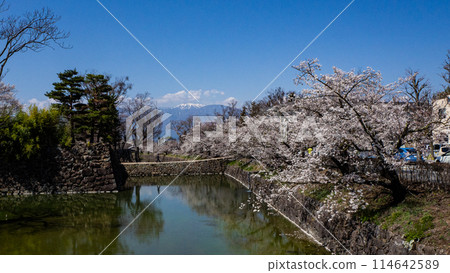 Cherry blossoms in full bloom, Matsumoto Castle Park, outer moat, Matsumoto City, Nagano Prefecture 114642589