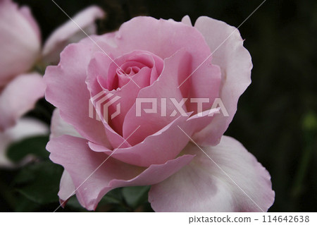 The roses are pink and just starting to bloom. Everyone is feeling the spring in their hearts. The roses are pink and just starting to bloom. Everyone is feeling the spring in their hearts. 114642638