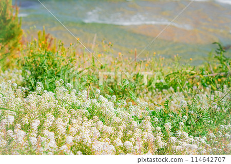 Beautiful white sweet alyssum flowers spreading across a seaside hill, a refreshing pale-colored image of early summer against the backdrop of the blue sea 114642707