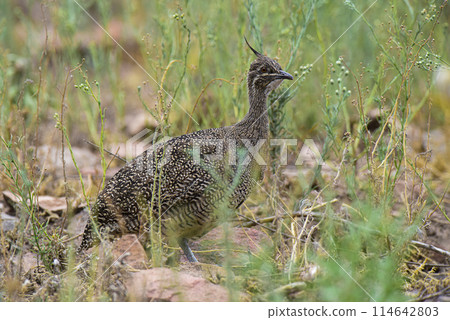 Elegant crested tinamou, Eudromia elegans, Pampas grassland environment, La Pampa province, Patagonia, Argentina. Elegant crested tinamou, Eudromia elegans, Pampas grassland environment, La Pampa province, Patagonia, Argentina. 114642803