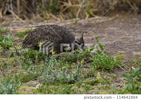 Elegant crested tinamou, Eudromia elegans, Pampas grassland environment, La Pampa province, Patagonia, Argentina. 114642804