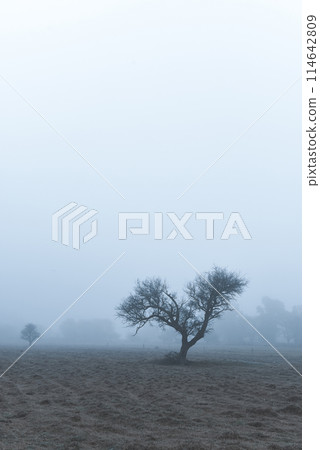 Lonely tree in thick fog at dawn, in Pampas Landscape, La Pampa Province, Patagonia, Argentina. Lonely tree in thick fog at dawn, in Pampas Landscape, La Pampa Province, Patagonia, Argentina. 114642809