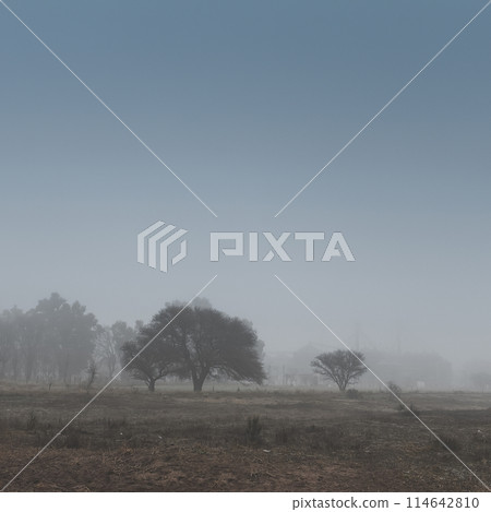 Lonely tree in thick fog at dawn, in Pampas Landscape, La Pampa Province, Patagonia, Argentina. Lonely tree in thick fog at dawn, in Pampas Landscape, La Pampa Province, Patagonia, Argentina. 114642810