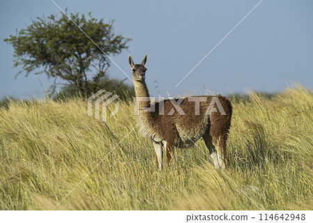 Guanaco, Lama Guanicoe, Luro Park, La Pampa Province, La Pampa, Argentina. 114642948
