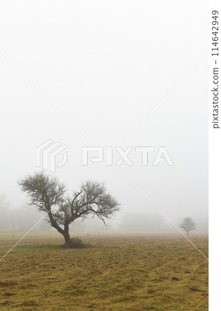 Lonely tree in thick fog at dawn, in Pampas Landscape, La Pampa Province, Patagonia, Argentina. 114642949