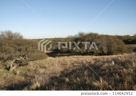 Pampas grass landscape, La Pampa province, Patagonia, Argentina. 114642952