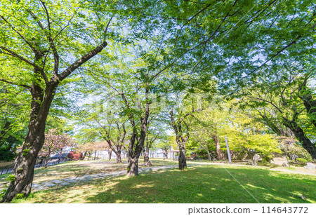 "Aomori Prefecture" Fresh greenery at Sanhachijo Park, Hachinohe City 114643772
