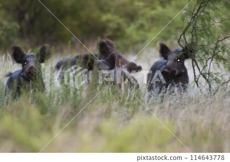 Wild boar herd in a water hole, Chaco Forest, La Pampa province, Patagonia, Argentina. 114643778