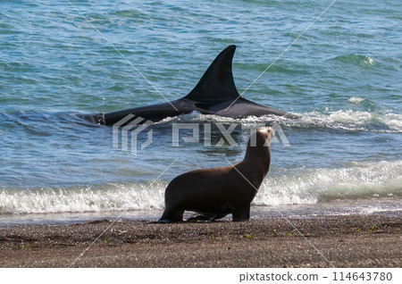 Sea lion looking at a killer whale on the shoreline, Peninsula Valdes, World Heritage Site, Patagonia, Argentina. 114643780