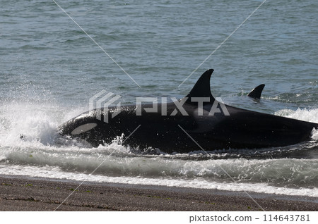 Orca hunting in the shoreline , Peninsula Valdes, World Heritage Site, Patagonia, Argentina. Orca hunting in the shoreline , Peninsula Valdes, World Heritage Site, Patagonia, Argentina. 114643781