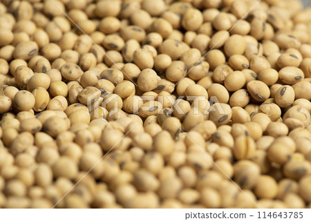 Dollars banknotes and coins and soy beans,oleaginous commoditi value concept. 114643785