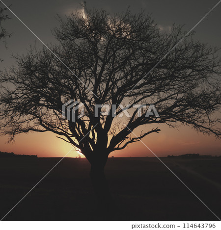 Lonely tree in thick fog at dawn, in Pampas Landscape, La Pampa Province, Patagonia, Argentina. 114643796