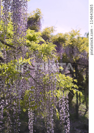 Wisteria flowers at Yokosuka Iris Garden in Yokosuka, Kanagawa, Japan Wisteria flowers at Yokosuka Iris Garden in Yokosuka, Kanagawa, Japan 114643865