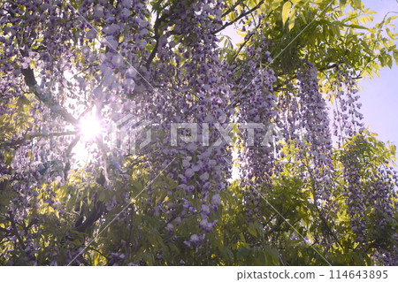 Wisteria flowers at Yokosuka Iris Garden in Yokosuka, Kanagawa, Japan Wisteria flowers at Yokosuka Iris Garden in Yokosuka, Kanagawa, Japan 114643895