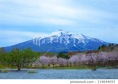Mt. Iwaki and cherry blossoms in full bloom Mt. Iwaki and cherry blossoms in full bloom 114644055