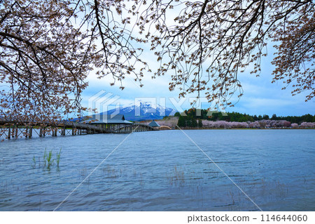 鶴舞橋、岩木山、櫻花盛開 鶴舞橋、岩木山、櫻花盛開 114644060