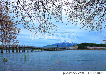 Tsurunomai Bridge and Mount Iwaki Cherry Blossoms in Full Bloom Tsurunomai Bridge and Mount Iwaki Cherry Blossoms in Full Bloom 114644078