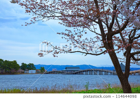 Tsurunomai Bridge and cherry blossoms in full bloom Tsurunomai Bridge and cherry blossoms in full bloom 114644098