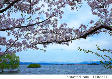 Tsugaru Fujimi Lake and cherry blossoms in full bloom 114644110