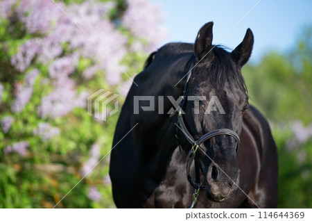 portrait of beautifu Trakehnerl black stallion posing nearly blossom lilac at sunny spring evening portrait of beautifu Trakehnerl black stallion posing nearly blossom lilac at sunny spring evening 114644369
