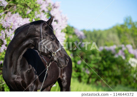 portrait of beautifu Thoroughbred black stallion posing nearly blossom lilac at sunny spring evening portrait of beautifu Thoroughbred black stallion posing nearly blossom lilac at sunny spring evening 114644372