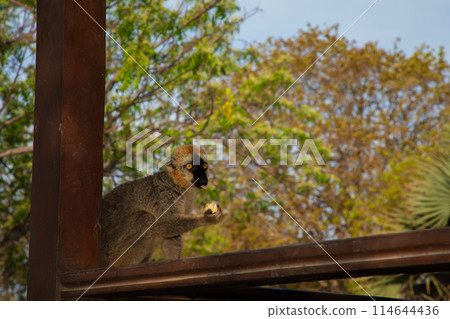 Red-bellied Lemur - Eulemur rubriventer, Cute primate. Red-bellied Lemur - Eulemur rubriventer, Cute primate. 114644436