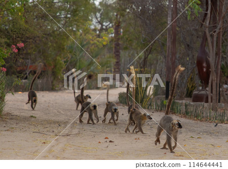 brown lemur (Eulemur fulvus) in Lemur Park, Madagascar 114644441
