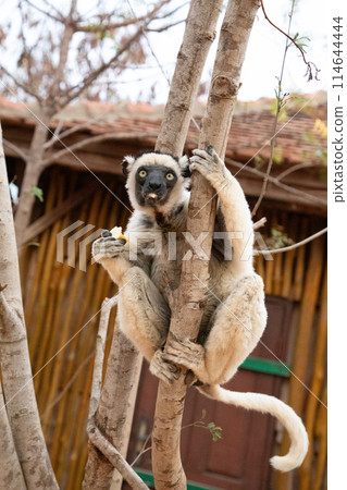Verreaux's sifaka Madagascar. White sifaka with dark head. Verreaux's sifaka Madagascar. White sifaka with dark head. 114644444