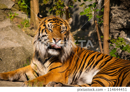 critically endangered Sumatran tiger 114644451