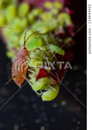 very close big macro portrait of aphids very close big macro portrait of aphids 114644452