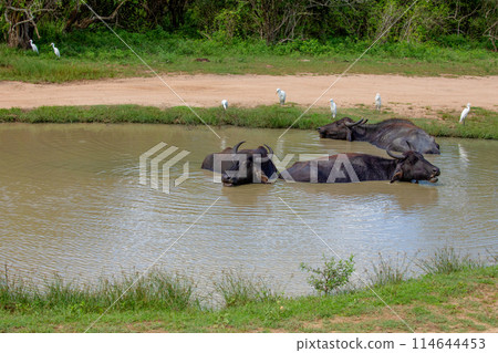 Asiatic water buffalo resting in cool water Asiatic water buffalo resting in cool water 114644453