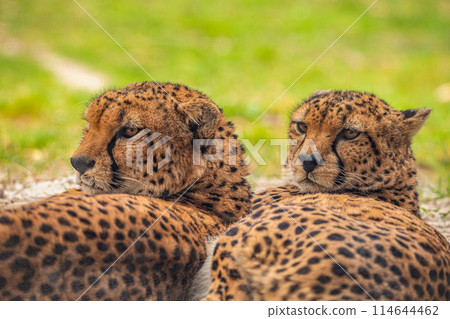 two cheetahs are resting nearby on the green grass, close up two cheetahs are resting nearby on the green grass, close up 114644462